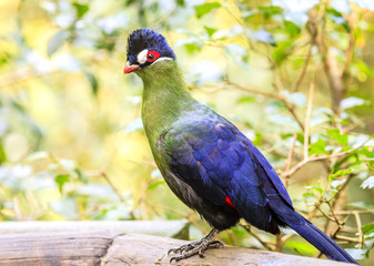 Hartlaub's Turaco