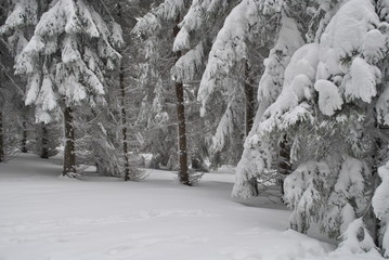Świerkowy las pod śniegiem - obrazy, fototapety, plakaty
