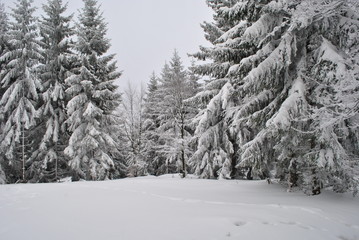 Zimowy las świerkowy - obrazy, fototapety, plakaty