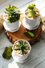 Beautiful composition of houseplants on wooden background, closeup