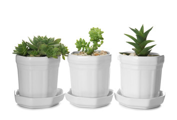 Houseplants in a row isolated on white