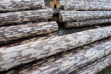 Pile of wood logs ready for winter