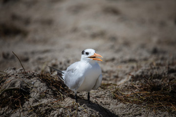 The royal tern (Thalasseus maximus) in it's winter plumage walki