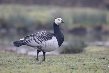 Barnacle goose, Branta leucopsis