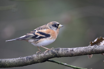 Brambling, Fringilla montifringilla