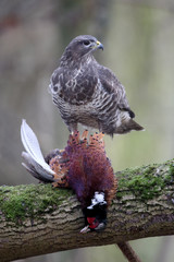 Common buzzard, Buteo buteo