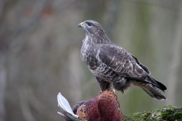 Common buzzard, Buteo buteo