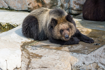 Fototapeta na wymiar Brown bear sleeping on rocks
