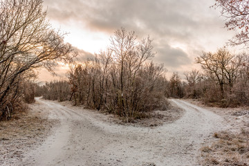 Path in forest in winter