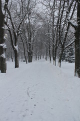 road in the park