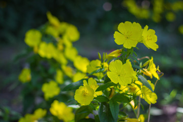 yellow  flowers in the garden