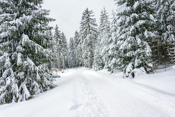 Winter in the Forest