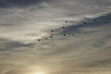 vols de grues au coucher de soleil - Arjuzanx- Landes