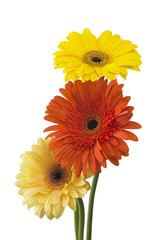 Bouquet of flowers gerberas isolated on white background
