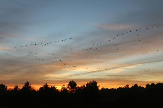 vol de grues en d&eacute;cembre - Arjuzanx - Landes