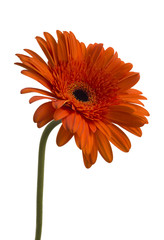 Gerbera flower (Gerbera jamesonii) orange and yellow isolated on white background
