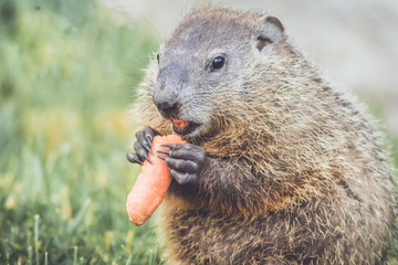 Young Groundhog (Marmota Marmox) with carrot pieces in mouth