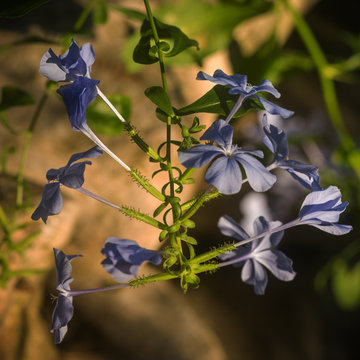 Upper pond at Zilker Gardens, Austin, TX