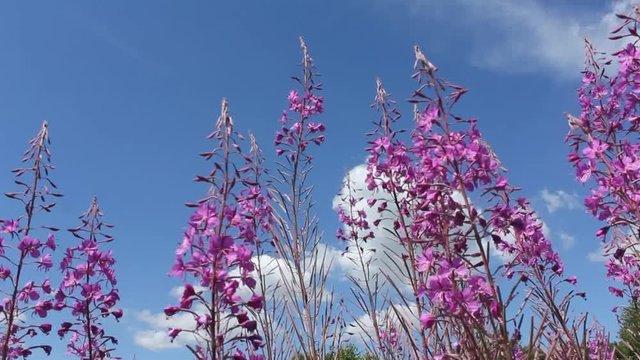 Fireweed flowers, sky, forest and clouds &ndash; this summer.