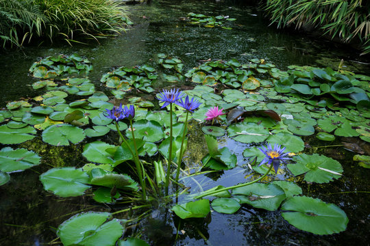 Zilker Gardens, Austin Texas