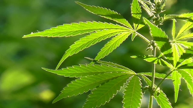 Vivid green leaves swaying in wind. The backlit, evening light hemp leaves.