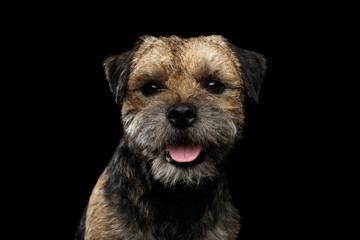 Close-up portrait of border terrier dog with kind eyes and happy face isolated on black background, front view