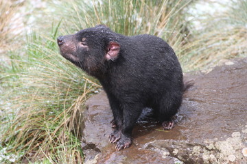 Tasmanischer Teufel 