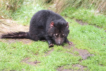 Tasmanischer Teufel 