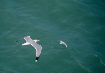 Seagull flying above the sea