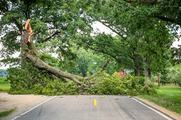 Tree fallen across a road - Powered by Adobe