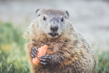 Young Groundhog (Marmota Marmox) holding carrot mouth open slightly