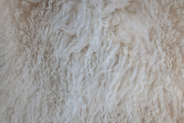 Wool close-up background