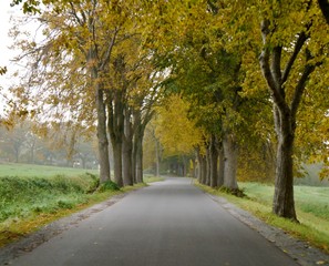 Fototapeta na wymiar Herbstliche Allee mit Straße auf Rügen