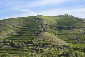 Fototapeta na wymiar Countryside landscape and vineyards during summer season in rural Portugal