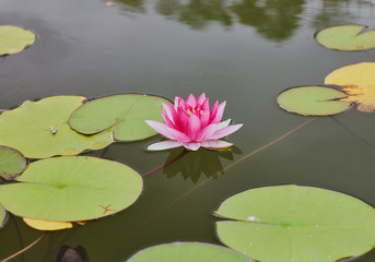 Beautiful pink lotus on a pond