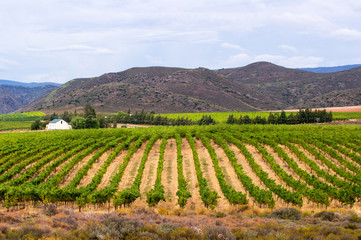Vineyard,Montagu,South Africa