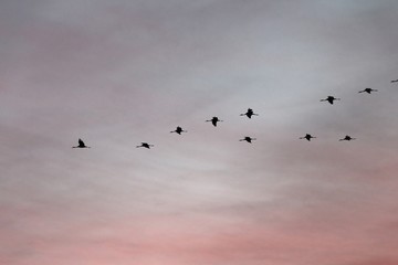 vols de grues au soleil couchant  - Arjuzanx- Landes
