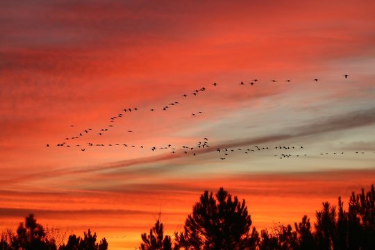 vols de grues au soleil couchant  - Arjuzanx- Landes