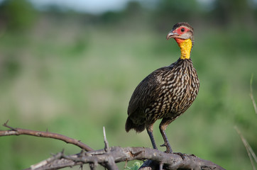 Pheasant on tree