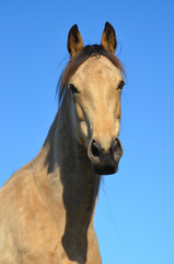 Obraz premium Golden Horse