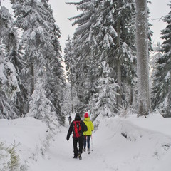 Fototapeta Turyści w zimowym lesie obraz