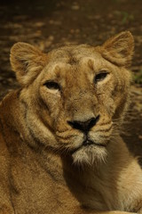 インドライオン