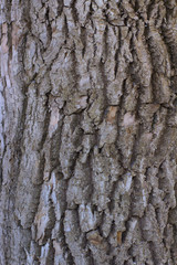 Texture of Oak Bark