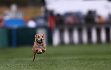 Hunderennen