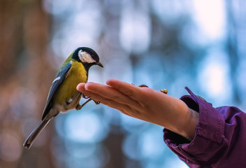 Fototapeta premium wild bird titmouse on the palm, on a background of beautiful bok