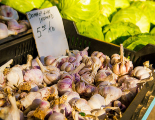fresh garlic 