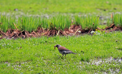Bird with a catch in its beak