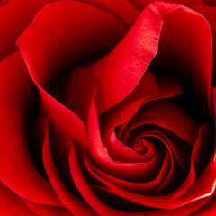 Close up single rose