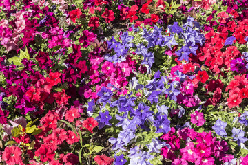 background of colorful flowers petunias