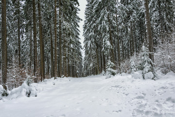 Winter in the National Park Harz